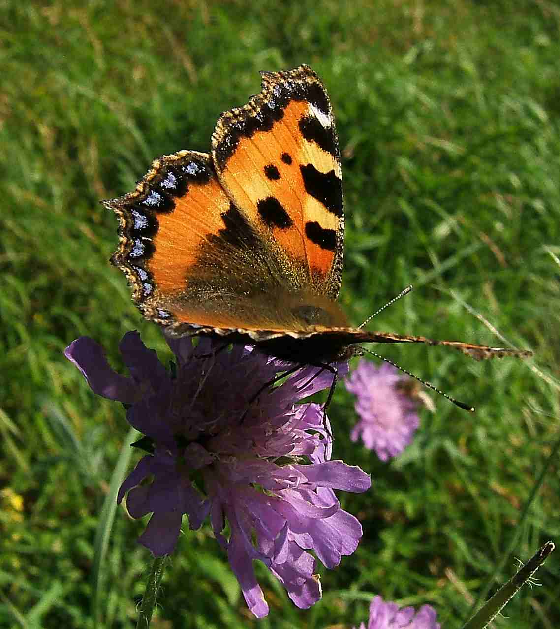 Aglais urticae Aglais urticae